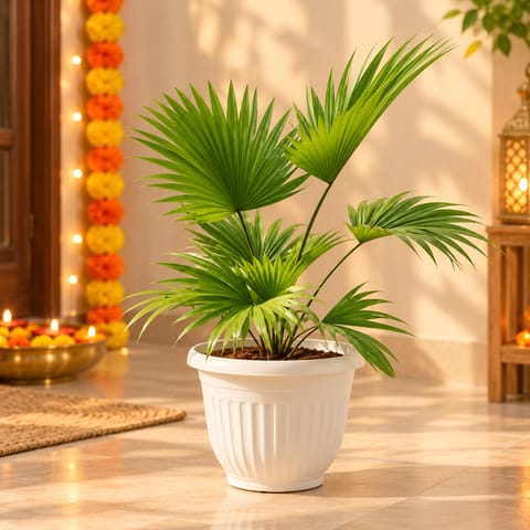 China Palm in 8 Inch White Olive Plastic Pot