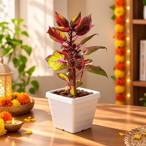 Coleus (any colour) in 4 Inch White Marble Premium Orchid Square Plastic Pot