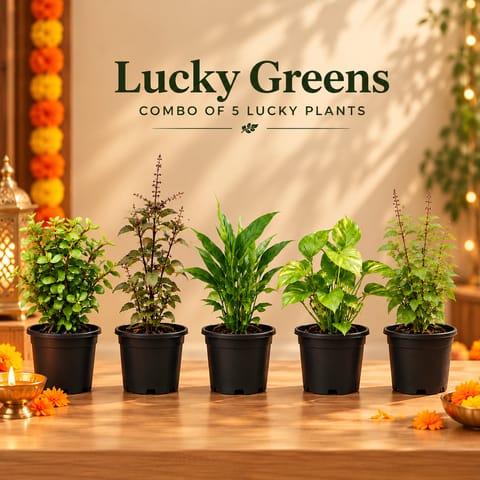 Lucky Greens - Set of 5 - Jade, Rama Tulsi, Shama Tulsi, Peace Lily & Money Plant in 4 Inch Nursery Pots