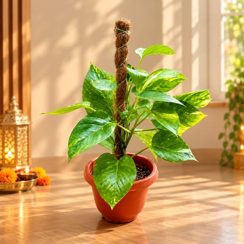Money Plant Green With Moss Stick (~ 1 Ft) in 8 Inch Terracotta Red Olive Plastic Pot