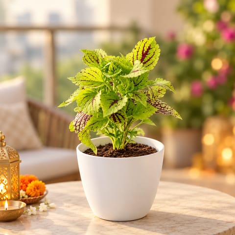 Coleus (Any Colour) (Any Design) in 4 Inch White Premium Orchid Round Plastic Pot