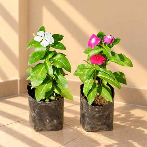 Set of 2 - Periwinkle / Vinca / Sadabahar (any colour)in 3 Inch Nursery Bag