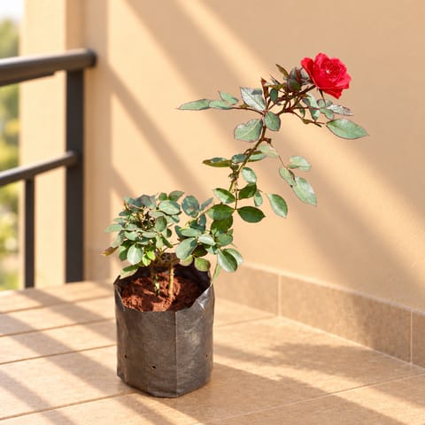 Large Rose Red in 5 inch Nursery Bag