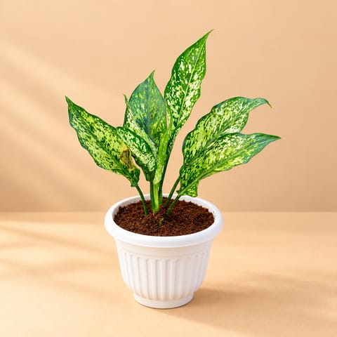 Aglaonema Snow White in 8 Inch White Olive Plastic Pot