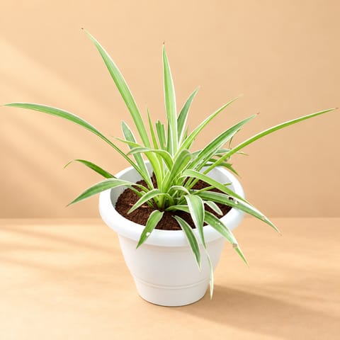 Spider in 10 Inch White Classy Plastic Pot