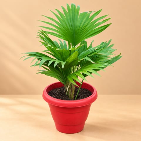 China Palm / Fan Palm in 8 Inch Red Terracotta Classy Plastic pot