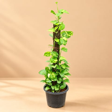 Money Plant Green with 3 ft Moss Stick in 10 Inch Plastic Pot