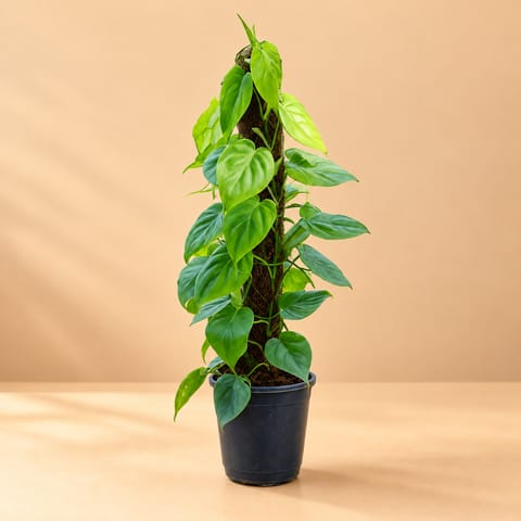 Oxycardium Green With 2 Ft Moss Stick in 8 Inch Nursery Pot