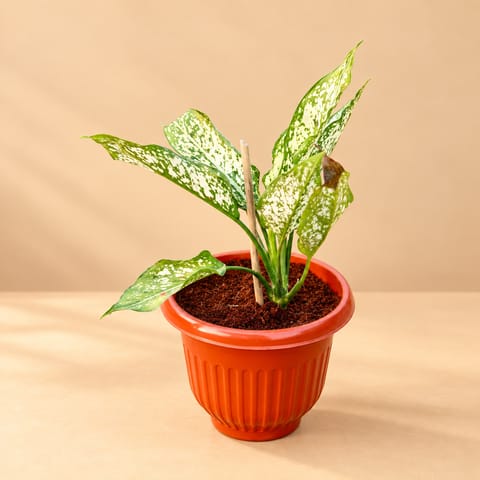 Aglaonema Snow White in 8 Inch Terracotta Red Olive Plastic Pot