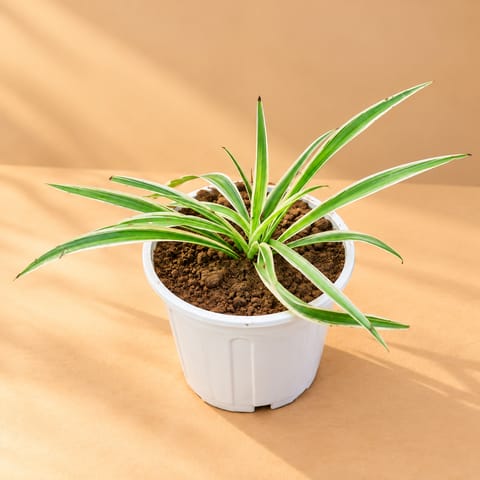 Spider in 6 Inch White Super Nursery Pot