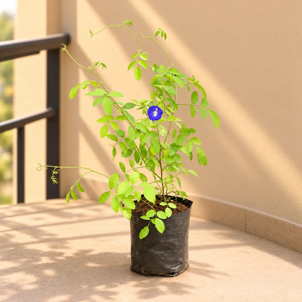 Aparajita / Asian Pigeonwings (any colour) in 5 Inch Nursery Bag