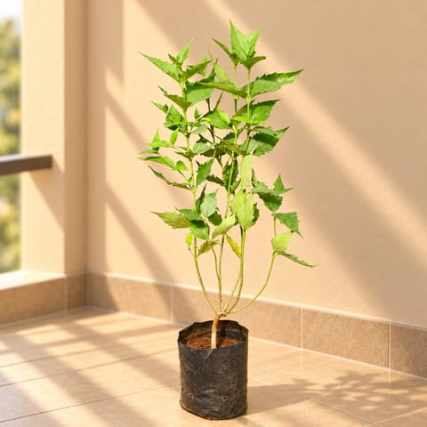 Harsingar / Parijaat /Parijat (~2 Ft) Pune in 6 Inch Nursery Bag