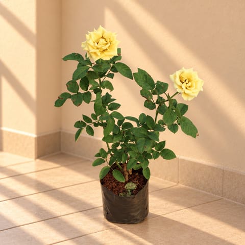 English Rose yellow in 6 Inch Nursery Bag