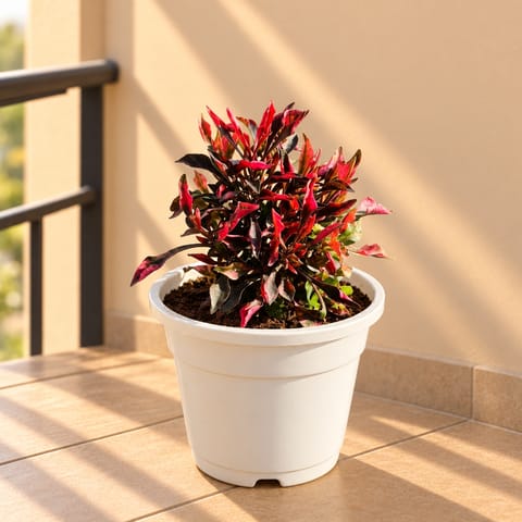 Alternanthera Red in 4 Inch White Nursery Pot