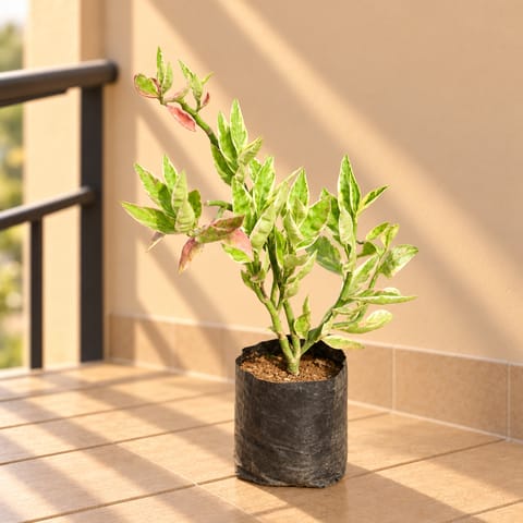 Pedilianthus / Devil's Backbone Green in 3 Inch Nursery Bag