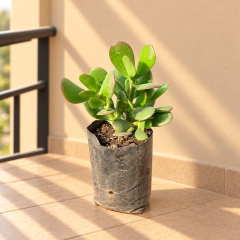 Good Luck Crassula Ovata Succulent in 4 Inch Nursery Bag