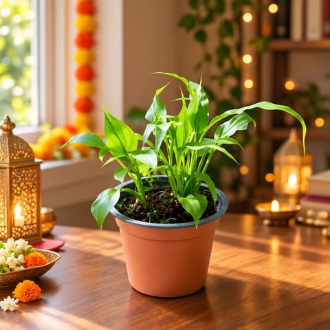 Peace Lily in 4 Inch Nursery Pot