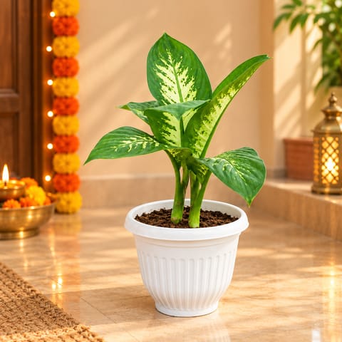 Dieffenbachia in 8 Inch Terracotta Red Olive Plastic Pot