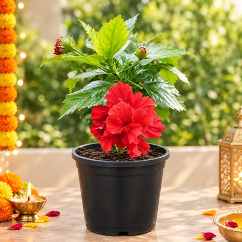 Hibiscus Desi Red Double Petal in 6 Inch Nursery pot