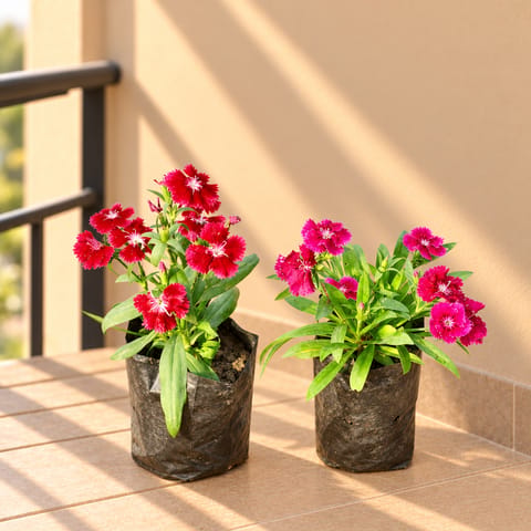 Set of 2 - Dianthus (any colour) in 4 Inch Nursery Bag