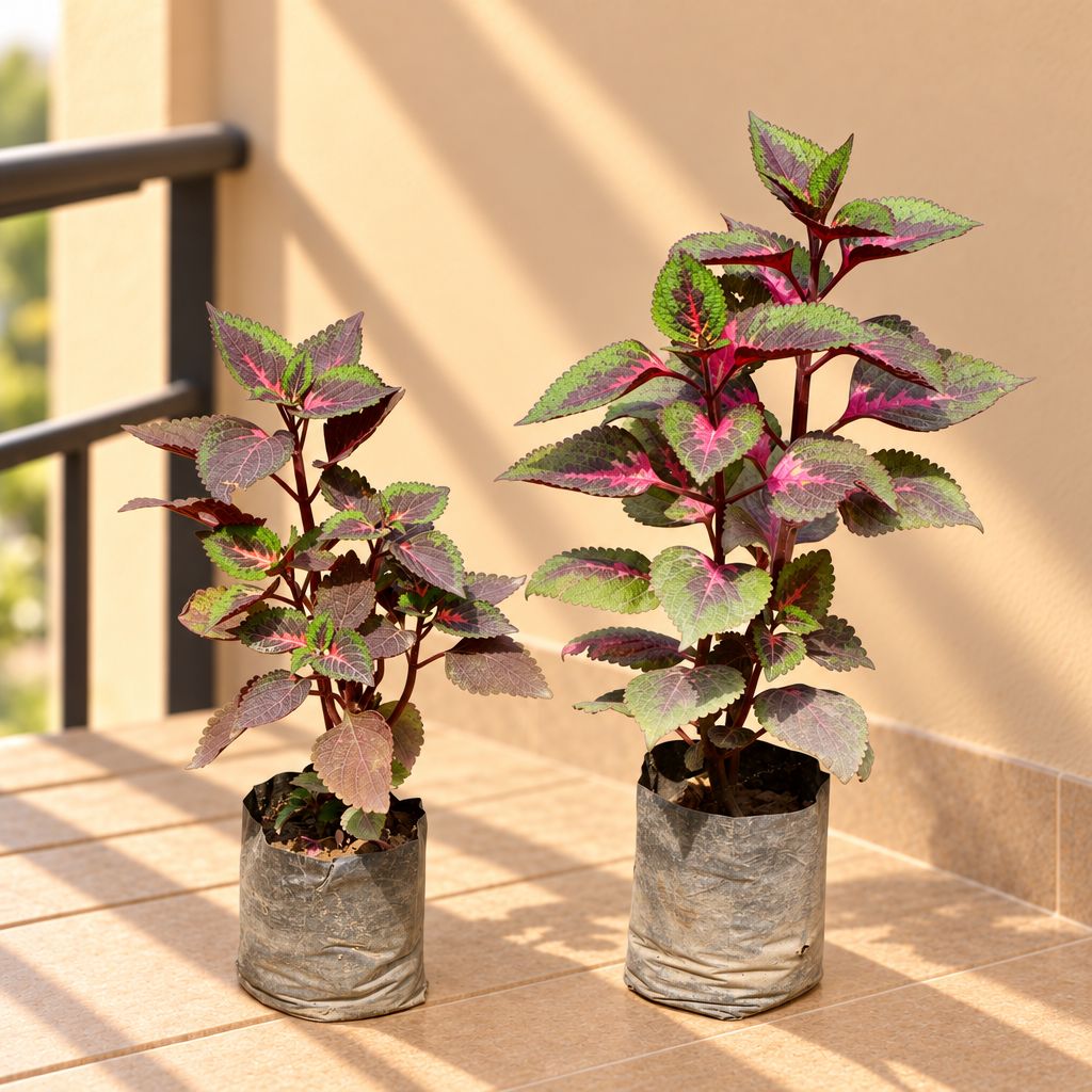 Set of 2 - Coleus (any colour & Design)in 3 Inch Nursery Bag