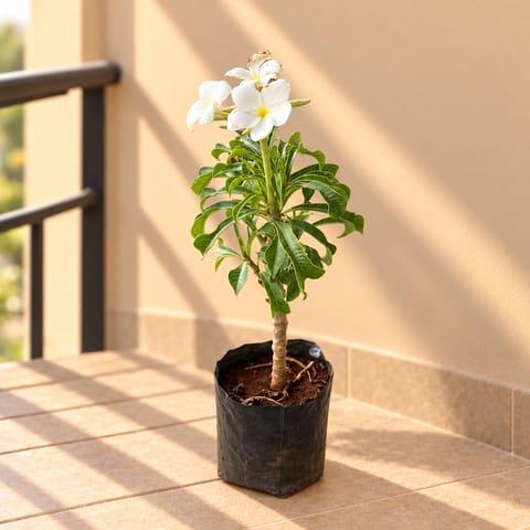 Naag Champa / Plumeria in 6 Inch Nursery Bag