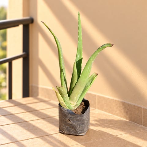 Aloe Vera in 3 Inch Nursery Bag