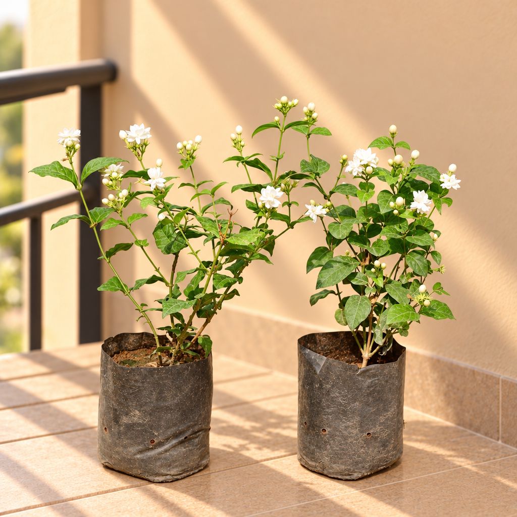 Set of 2 - Mogra / Jasmine (Any Colour) (Pune Variety) in 6 Inch Nursery Bag