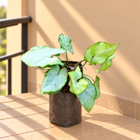 Syngonium White in 4 Inch Nursery Bag
