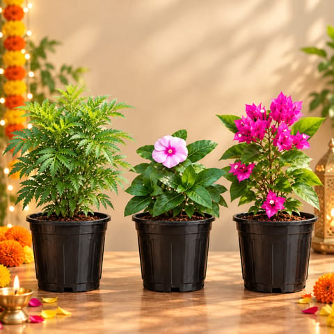 Balcony Flowering Trio - Set of 3 - Marigold, Periwinkle & Bougainvillea Pink in 6 Inch Black Super Nursery Pot