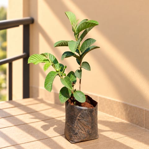 Amrood / Guava in 6 Inch Nursery Bag