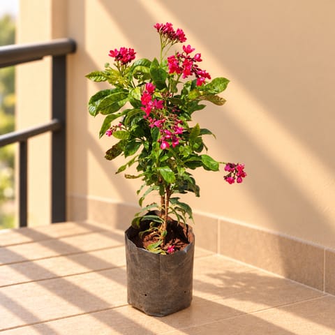 Jatropha / Sunder Rupa Red (~ 2 Ft) Pune in 6 Inch Nursery Bag