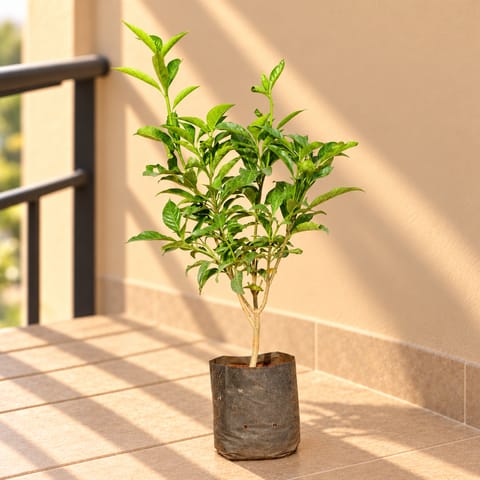 Single Tagar / Jasmine in 6 Inch Nursery Bag