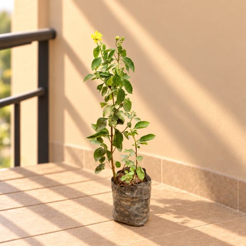 Lantana Yellow in 3 Inch Nursery Bag