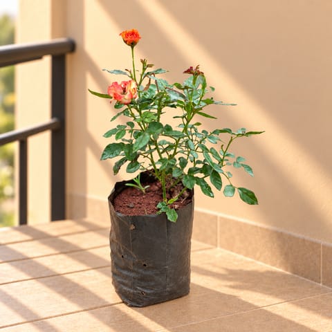 Rose Fusion Bloom (any colour) Pune in 6 Inch Nursery Bag