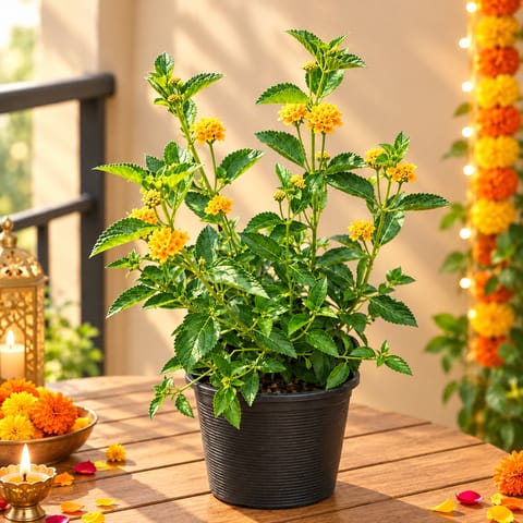 Lantana (any colour) in 6 Inch Nursery Pot