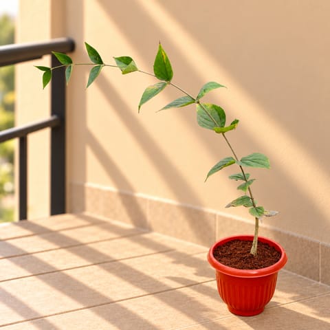 Harsingar/ Jasmine (~2 Ft) in 8 Inch Terracotta Red Olive Plastic Pot