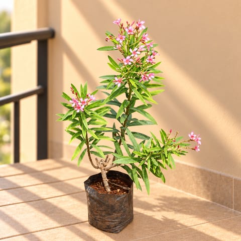 Kaner / Oleander Pink (~ 1.5 Ft) in 6 Inch Nursery Bag