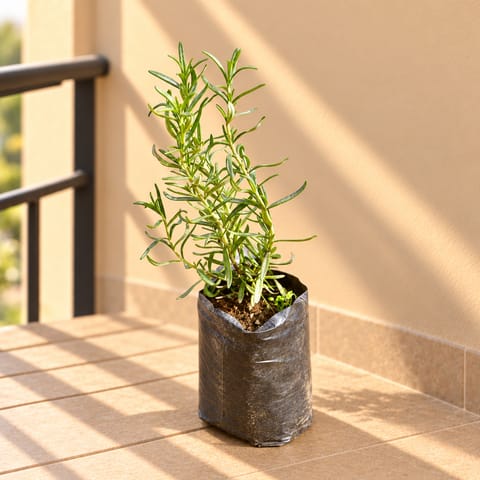 Rosemary in 4 Inch Nursery Bag