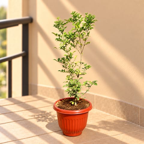 MadhuKamini White (~ 1.5 ft) in 8 Inch Terracotta Red Olive Plastic Pot
