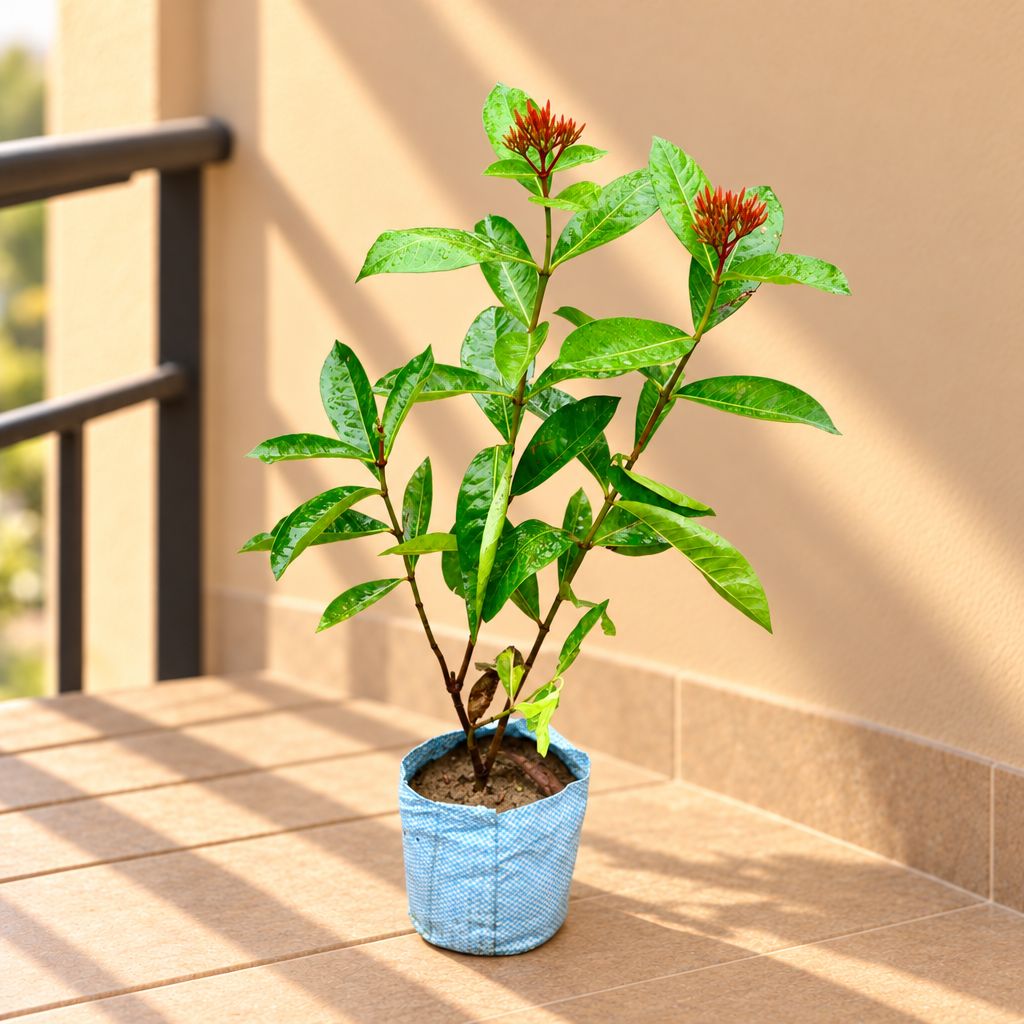 Ixora Red in 4 Inch Nursery Bag