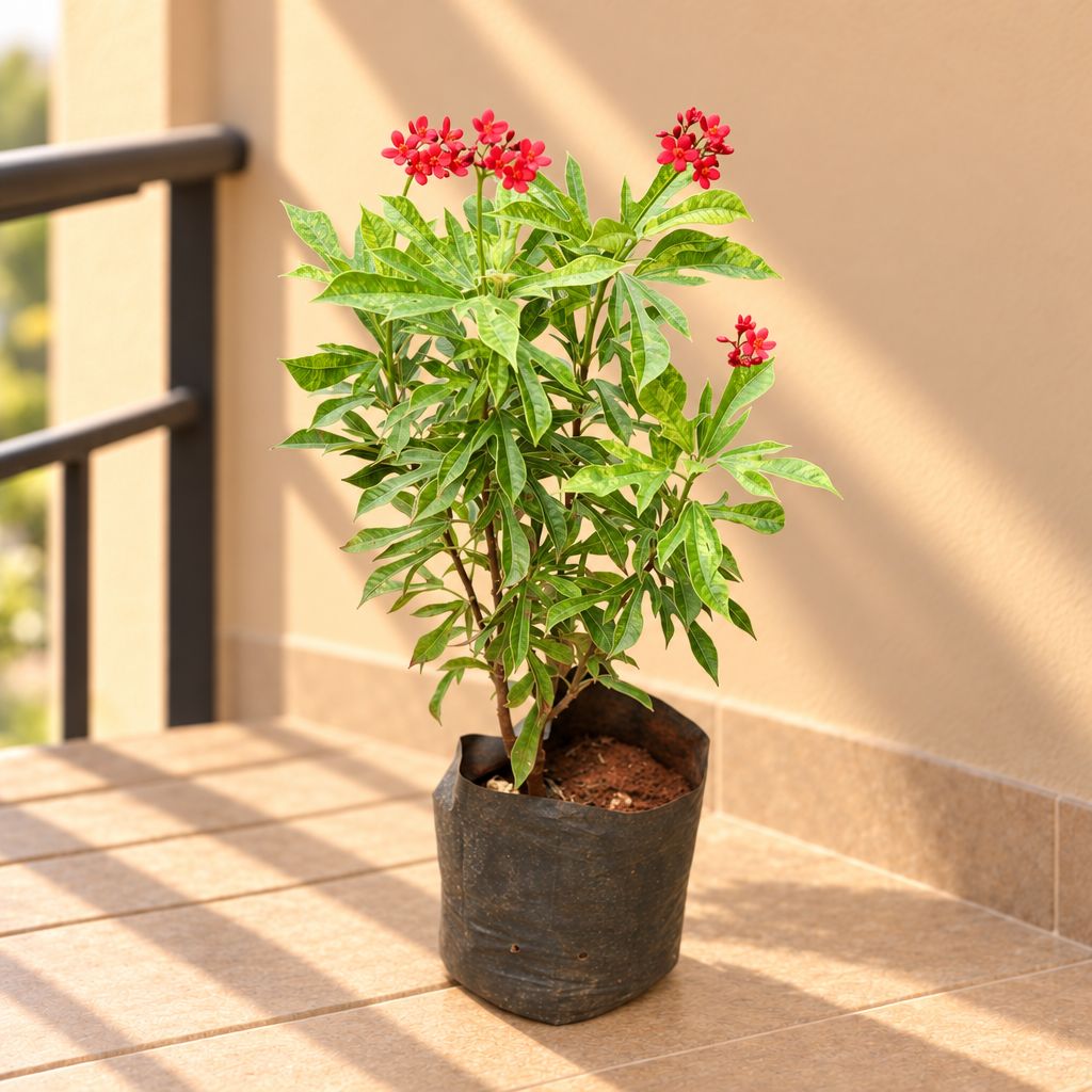 Jatropha / Sundar Rupa (any colour) (~ 2 Ft) in 5 Inch Nursery Bag