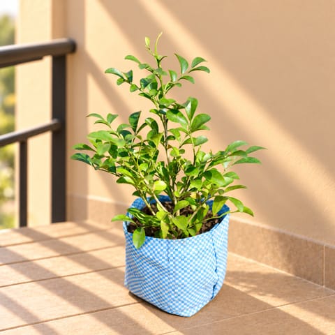 Madhu Kamini White  in 4 inch Nursery Bag