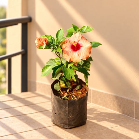 Hibiscus / Gudhal Dwarf (any colour) Pune in 6 Inch Nursery Bag