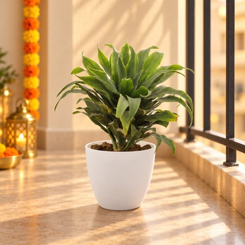 Dracaena Compacta in 4 Inch White Premium Orchid Round Plastic Pot