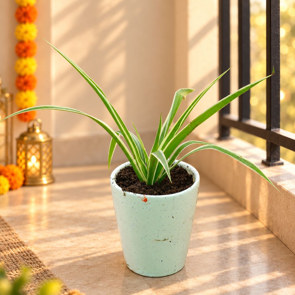 Spider in 5 Inch White Balti Glass Ceramic Planter
