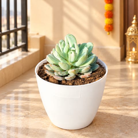 Echeveria Lotus Succulent in 4 inch White Premium Orchid Round Plastic Pot