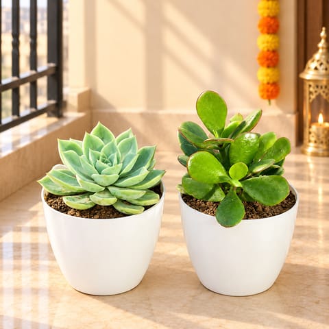 Set of 2 - Crassula Ovata/ Dhan Kuber & Echeveria Green Succulent in 4 inch White Premium Orchid Round Plastic Pot
