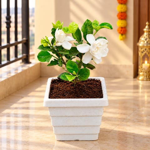 Gandhraj / Gardenia White Pune in 6 Inch White Marble Premium Orchid Square Plastic Pot