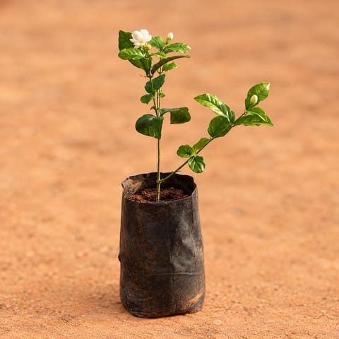 Mogra / Jasmine in 4 Inch Nursery Bag | Fragrant | Flowering